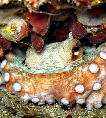 Bautizo de buceo Tossa de Mar